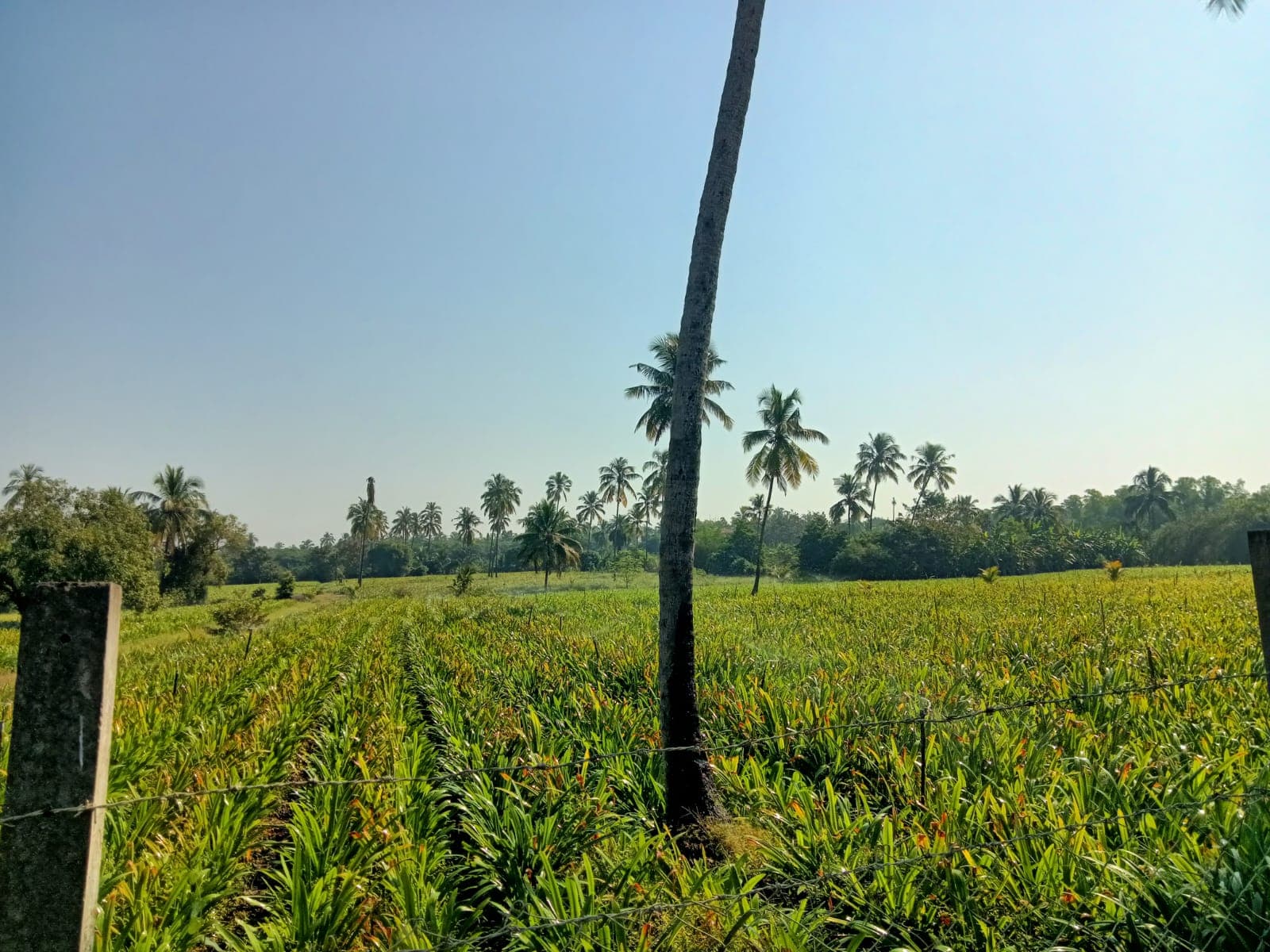 a photo of my frontview 